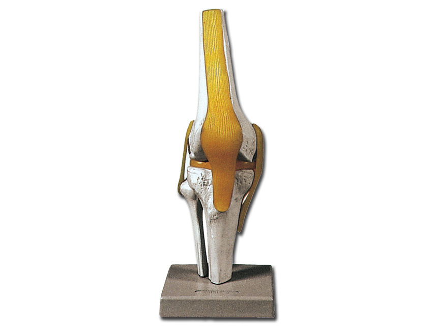 ARTICULATION DU GENOUX