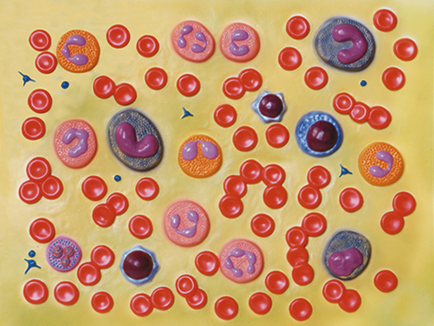 BLOOD CELLS - 2000X