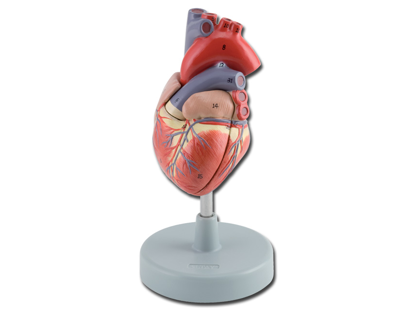 COEUR - 2 pièces - 1X