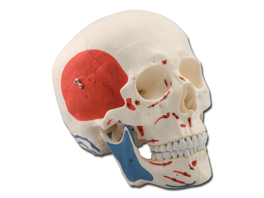HUMAN SKULL - 1X - 3 parts - muscular