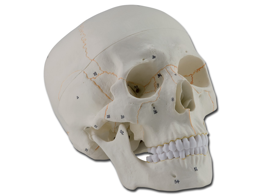 HUMAN SKULL - 1X - 3 parts - numerated