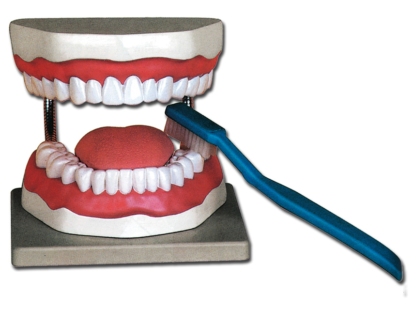 ORAL HYGIENE MODEL - 3X