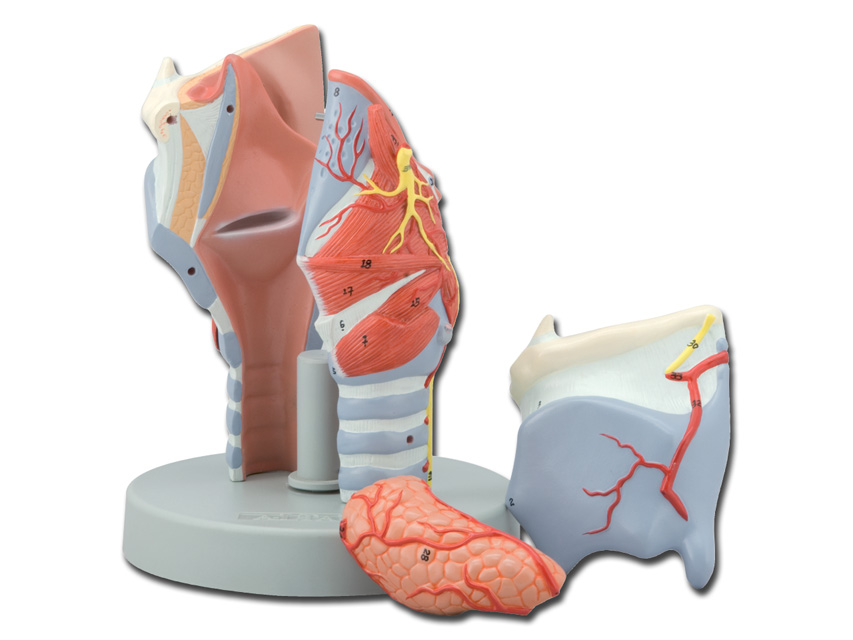 LARYNX - 5 pièces - 2X