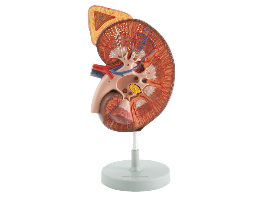 KIDNEY WITH ADRENAL GLAND + RENAL CORPUSCLE