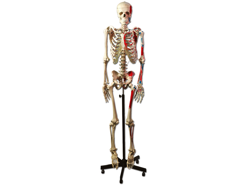 HUMAN MUSCULAR SKELETON
