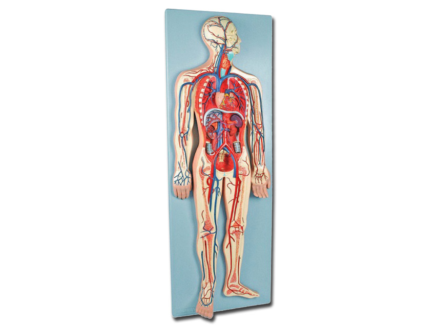 SYSTÈME CARDIO-VASCULAIRE - 2 pièces - 0,5X