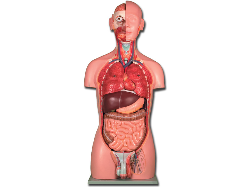 TORSO DUAL SEX - 25 parts