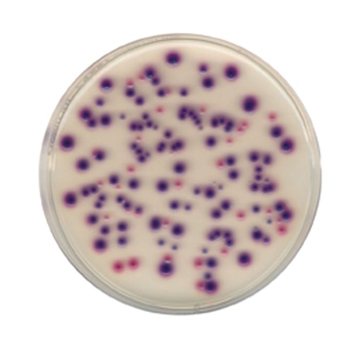 Actinomycete Agar - 20 plates 60 mm