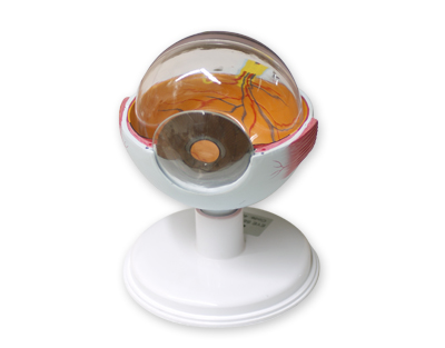 Coupe d'oeil