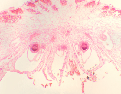 Archégone de Marchantia, c.l.