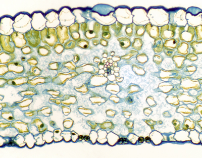Feuille de lis, c.t.