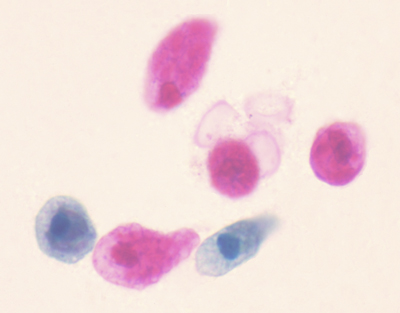 Amoeba proteus, s.e.
