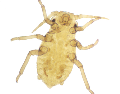 Aphis, s.e.
