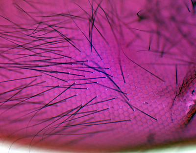 Oeil composé d'insect, s.e.