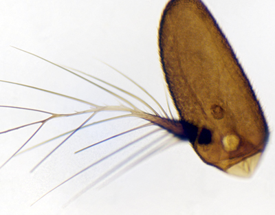 Antenne de mouche commune, s.e.