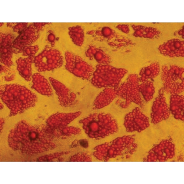 EZstain™ Adipocyte Staining Kit