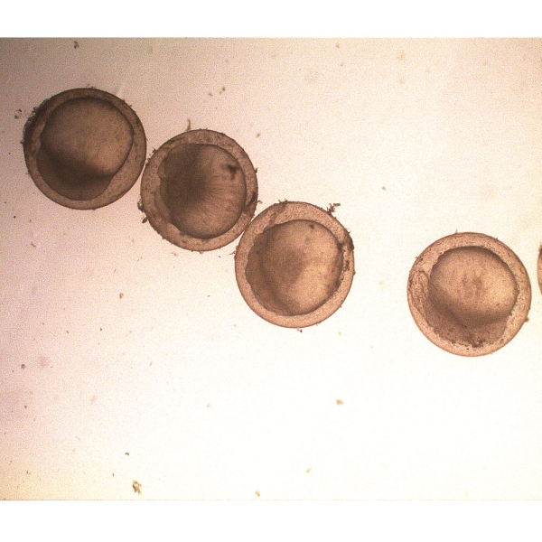 M2 Medium with HEPES buffer, Sodium bicarbonate and Sodium lactate