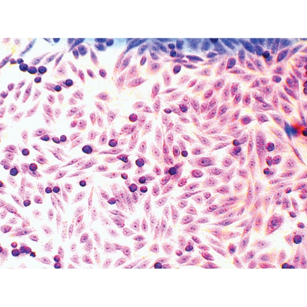 Microscopy Slide Set for Mammalian Cell lines