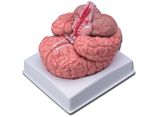 [40020] CERVEAU AVEC ARTÈRES