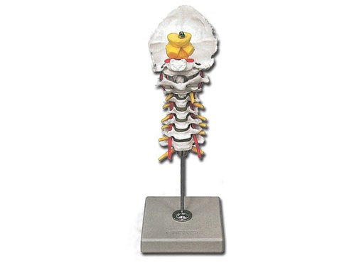 [40136] COLONNE VERTÉBRALE CERVICALE