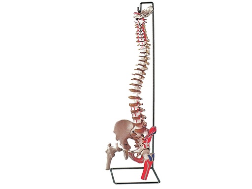 [40131] COLONNE VERTÉBRALE FLEXIBLE avec têtes fémorales + muscles