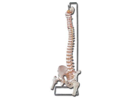 [40132] COLONNE VERTÉBRALE FLEXIBLE avec têtes fémorales + sacrum ouvert