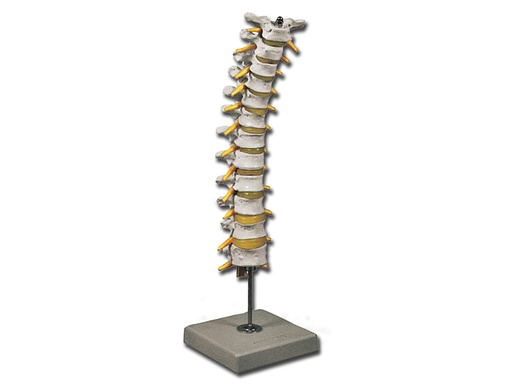[40137] COLONNE VERTÉBRALE THORACIQUE