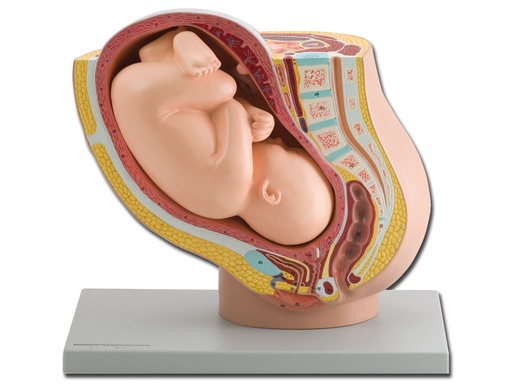 [40110] PELVIS AVEC FOETUS A TERME - 1X