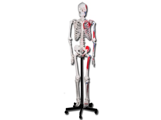 [40124] VALUE SQUELETTE HUMAIN ET MUSCLES