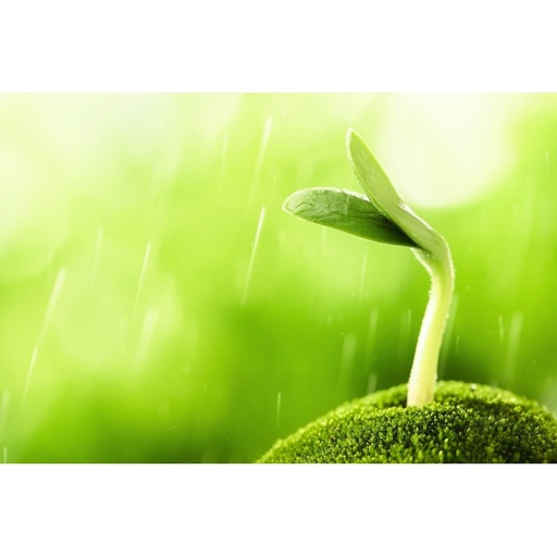 Bandes plissées blanche de papier germination