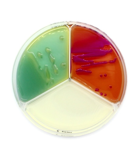 [13614] CLED/MACCONKEY/ENTEROCOCCO - 20 plates 90 mm