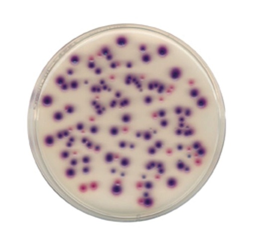 [163932] Actinomycete Agar - 20 plates 60 mm