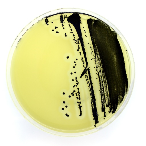 CLED ANDRADE Agar