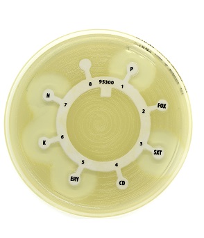 [95270] Acinetobacter - 100 multodiscs