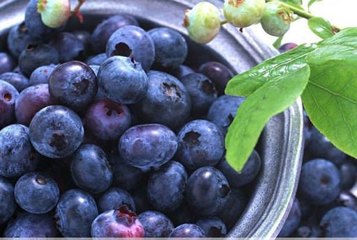 [421100170] Bilberry Extract – Anthocyanins (Min order: 100KG)