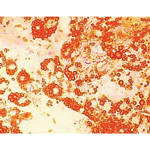 [CCK011-100NO] HiDiff™ Adipogenesis Assay Kit 
