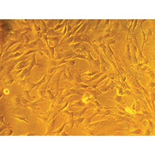 [CCK038-1KT] HiPer® Stem Cell ExpansionTeaching Kit