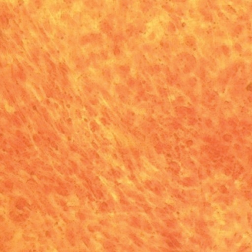 [CCK040-1KT] HiPer® Teaching Kit for Osteogenic Differentiation and Staining