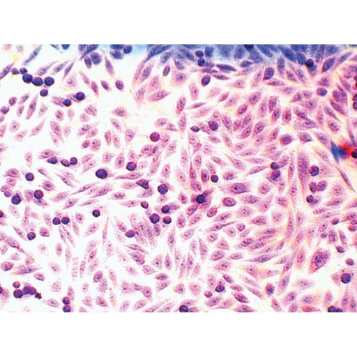 [CCK044-1NO] Microscopy Slide Set for Mammalian Cell lines